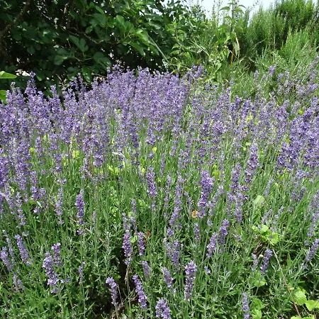 La Geneste Un Gite Dans La Campagne Sarladaise Sainte-Nathalene Exterior photo